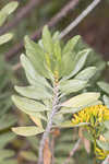 Woody goldenrod